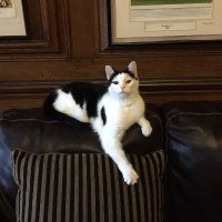 Mutley The Head Cat (@mutleyevans) 's Twitter Profile