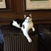 Mutley The Head Cat (@mutleyevans) Twitter profile photo Mutley The Head Cat (@mutleyevans) Twitter profile photo