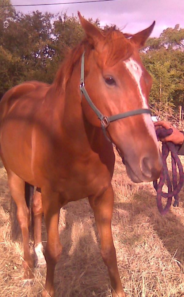 BellaLovesHoff's profile picture. I am a 15 year old girl living in Melbourne, Australia. I love horses, photography, nature and swimming.