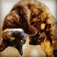 猫太郎 (@ms0314043) 's Twitter Profile