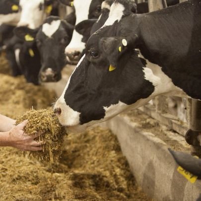 Graduate Research Assistant @colsa_unh
Interests in ruminant nutrition, feed efficiency, methane mitigation, immune response