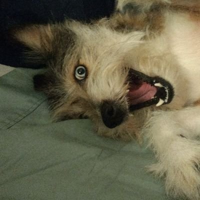 I'm a silly, derpy Schnusky just tryna live my best life!