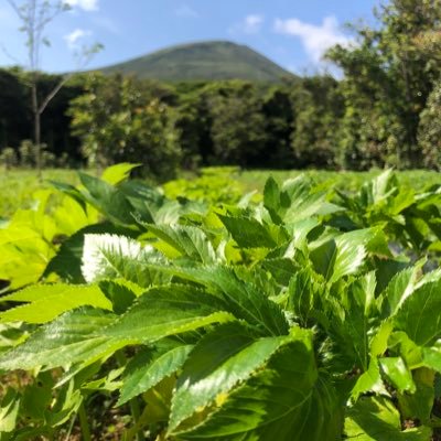 西野ファーム園主。 明日葉農家4年生、レモンとパッションフルーツ栽培3年生。インスタアカウントもフォローよろしくお願いしますhttps://t.co/g0j31YEMi4