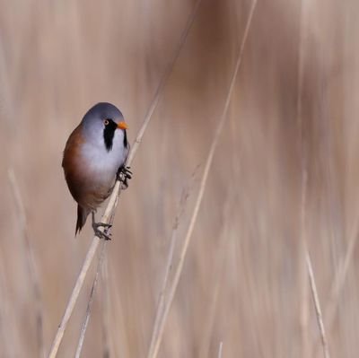 KPramodkp's profile picture. Banker