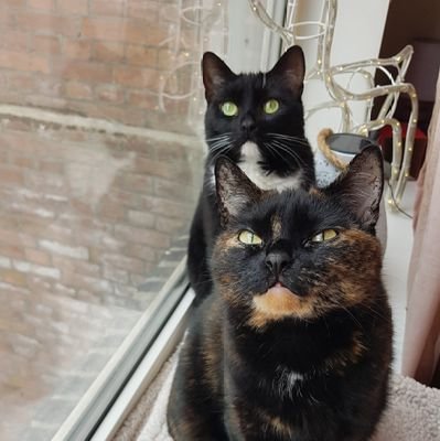 KraalNatascha's profile picture. Don 't Dream It's Over
🍋links 🎉
🐾