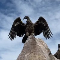 El Condor (@el_condor2) 's Twitter Profile