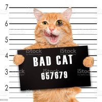 Badcat(@Bad_catBad) 's Twitter Profile Photo