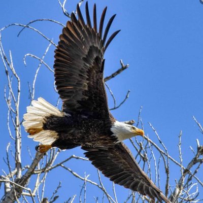 former north dakotan, former californian, former army, former marine, current coloradan, married, mom to 2 cats, follows the eagles in Turtle Bay-Redding, CA