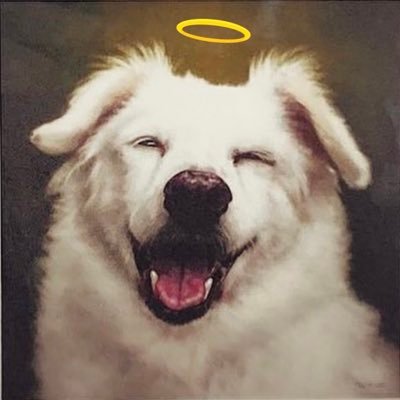 Icónica, amada, jamás olvidada 🌈🤍✨2004-2022 #seniordog #tenenciaresponsable rescatamos, esterilizamos, fomentamos la adopción.