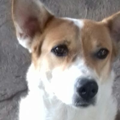 Esquerdistas com orgulho
São Paulina Roxa
E muito amor pelos animais