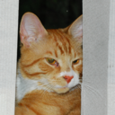 George The Cat - @GeorgeOrangeCat - Twitter