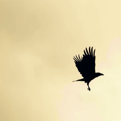 talismanwolf's profile picture. 