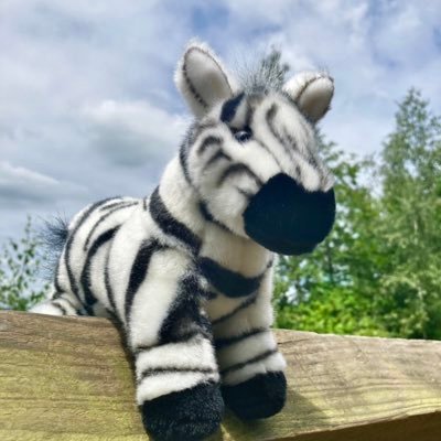 rebZeb01's profile picture. I believe in god and pixie dust, but trust in the power of humanity. he/him. Thoughts with a touch of despair, as well as pictures that keep hope alive. 🌻🐝🌹