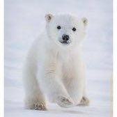 cocoa_cigarette🐻‍❄️ (@ftr223typed) Twitter profile photo