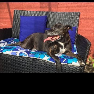 Ceiriog01's profile picture. I am a happily married, aspiring poker player. I'm a dog lover and bodybuilding enthusiast.