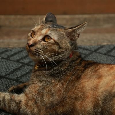 tobashi1084's profile picture. 