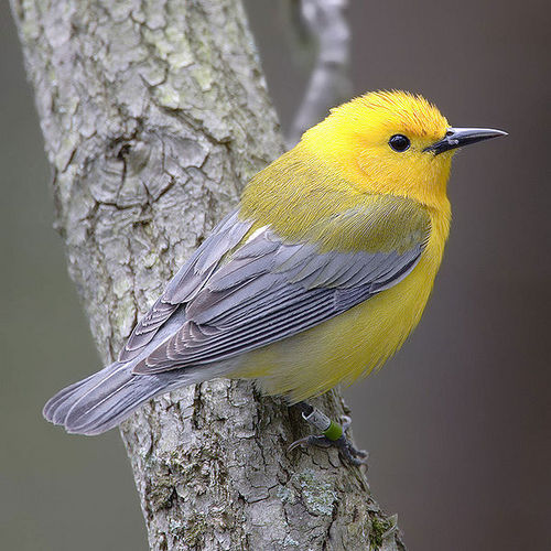 grad student/nature enthusiast from Bergen County, NJ, now in Washington Heights, NYC. Birding since 2008.