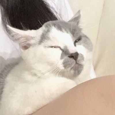 meomeogrrrrさんのプロフィール画像