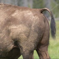 Buffalo Butt (@buffalo_butt4) Twitter profile photo