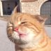 ciya (@iwasacat_) Twitter profile photo ciya (@iwasacat_) Twitter profile photo