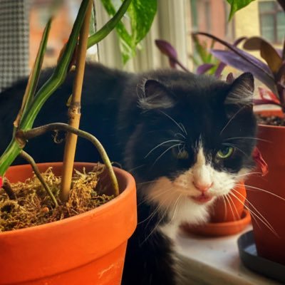 Mannimalist's profile picture. Just a small town cat, livin’ in a lonely flat.