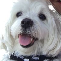 swan cook (@swancook2) 's Twitter Profile