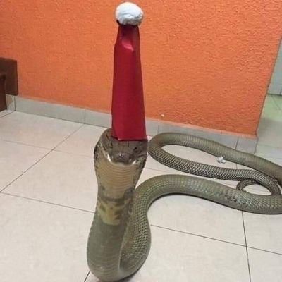 FaridSZA's profile picture. 