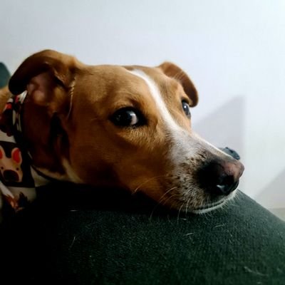 jefrivaz®
Amante de la informática, Me encanta la hamburguesa y la ginger!