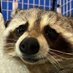 🐾Pache Riggs✨🦝 (@pache_riggs) Twitter profile photo 🐾Pache Riggs✨🦝 (@pache_riggs) Twitter profile photo