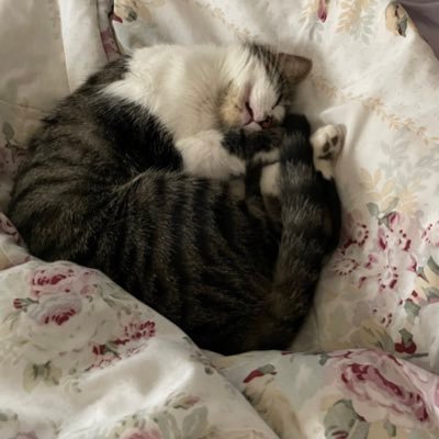 GWinsAz's profile picture. Happy grandma just living the dream!