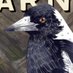 Tama Magpie (@tamamagpie) Twitter profile photo Tama Magpie (@tamamagpie) Twitter profile photo