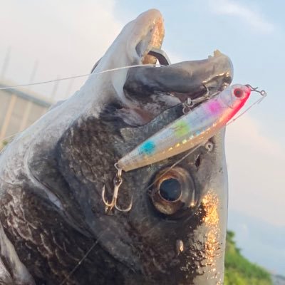 趣味垢 釣り アクアリウム ゲーム おにぎりゃー ショアからのルアーフィッシングはだいたいやっています 最近貸しボートによるオフショアも始めました よろしくお願いしますm(_ _)m @Okasuko3250←推し活垢