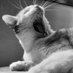 luisa (@luisaenazul) Twitter profile photo luisa (@luisaenazul) Twitter profile photo