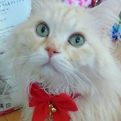 【❁ちびにゃん🐈🎀悪性リンパ腫+てんかんR4.7/14🌈】⭐【ポチR5.5/9突然死🌈】本当に大好きで私の大切な子　ଘ🐈ଓ*:ﾟ　ﾚｵﾝ15歳(ﾒｲﾝｸｰﾝ)は糖尿病R5.8月寛解しました🎉🎊✨