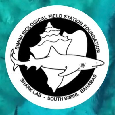 BiminiSharkLab Profile Picture