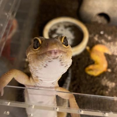 がりばーのプロフィール写真
