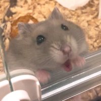 ham (@lalaaluuuuu) 's Twitter Profile