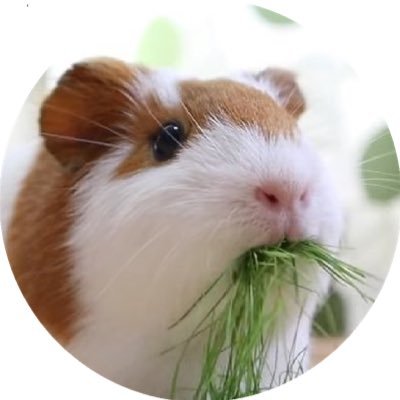 たんいモルモット🚼さんのプロフィール画像