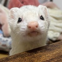 とっぴ (@701momo) 's Twitter Profile