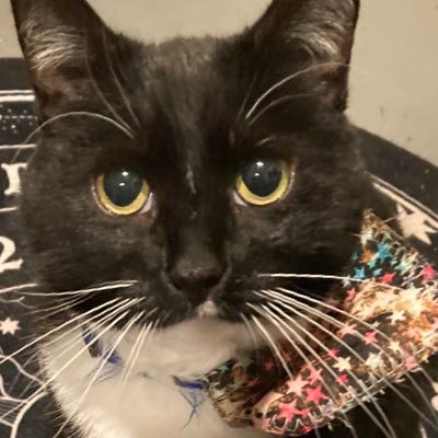 Tequila/Kila/Quila 🍁 polydactyl girl with thumbs 🍁 if u call me an adult I WILL cry 🍁 wishlist linked below 🍁 i have 2 dads 🏳️‍🌈 run by @unholylykoi