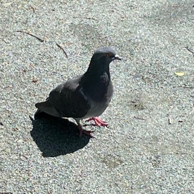 hotatejp's profile picture. スト6