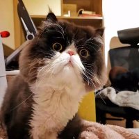 PumpkinJakk金鱼 (@pumpkinjakk) 's Twitter Profile Photo