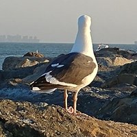 いまいま (@imaima0gou) 's Twitter Profile Photo