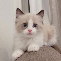 π¦ γΎ γ γ΄ π¦ (@fab_pipipi) 's Twitter Profile