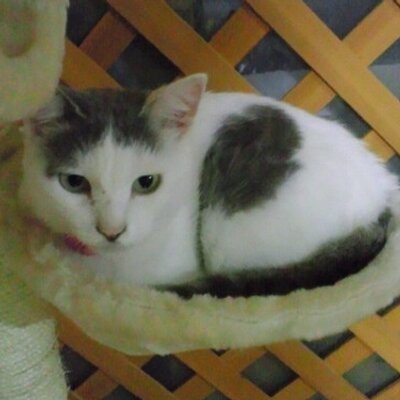 にゃんこはうす ねこさま王国 こんな事許せない T Co Bks1qgotbd