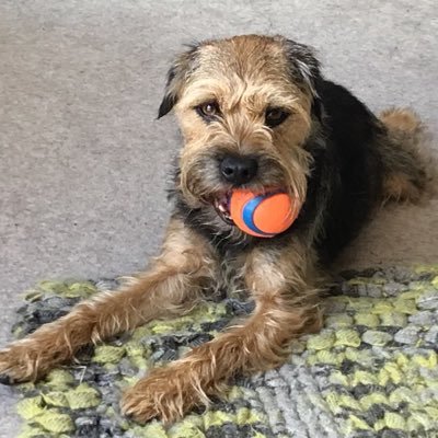 Bertie_the_BT Profile Picture