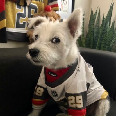 Jack Russell Terrier 🎂: August 15 🏥: Therapy Dog 💜: Ambassador @trfdotorg 🏒: Vegas Golden Knights