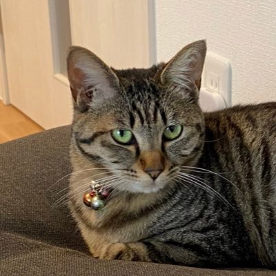 YouheiOhkawa's profile picture. 保護ネコVIVI