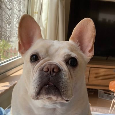 F1kue7rRviboeeW's profile picture. 本垢@musicdosankoが趣味の垢なので新しく作りました。ゴン太は旅立ちましたが、思い出として残しておきます。ありがとうございました😭