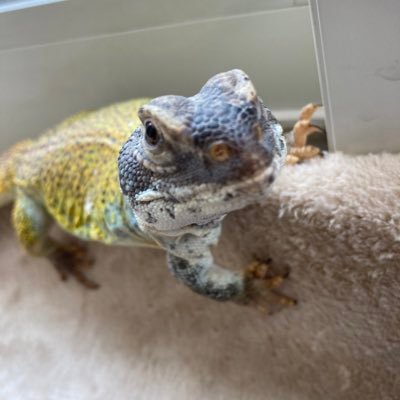 モロッコサバクトゲオアガマ と暮らしています。ラジオとお笑いと爬虫類が好きです。タイムフリーで深夜ラジオ朝から聴いてます📻日々トカゲのライムに癒され中🦎堂前さんと兎さんのゲム念👓🐰で活力補給☺️えびちゅう推し🦐無言フォロー失礼します🙇♀️いいねとフォローありがとうございます✨とても嬉しいです✨